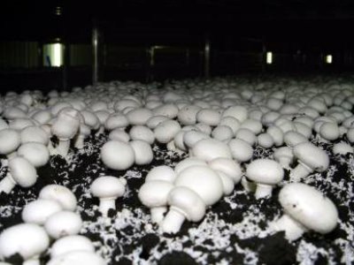 Выращивание грибов - Система мониторинга и сбора данных для теплицы